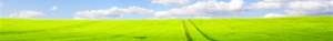 cropped-grass-and-sky.jpg